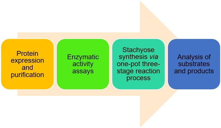 The workflow of stachyose manufacture.
